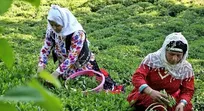 آغاز برداشت برگ‌ سبزچای از باغ‌های گیلان و مازندران