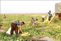 کاهش ۱۷ تنی عملکرد خربزه در تربت‌جام با وجود آبیاری نوین