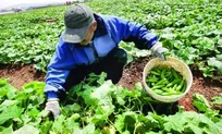 تاکید بر استفاده از نیروی کار بومی در بخش کشاورزی گیلان