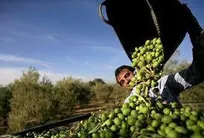 تمهیداتی در جهت حمایت از زیتونکاران و سرمایه گذاران زیتون گیلان