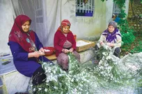 گیلان تولید کننده ۲۹ درصد پیله‌تر ابریشم کشور