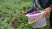 اجرای طرح «مدرسه اکوسیستم گیاهان دارویی» در بروجرد
